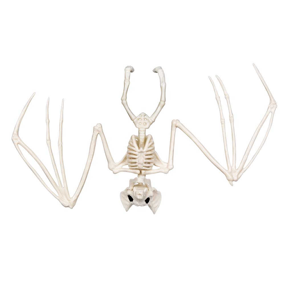 verkoop - attributen - Halloween - Skelet vleermuis